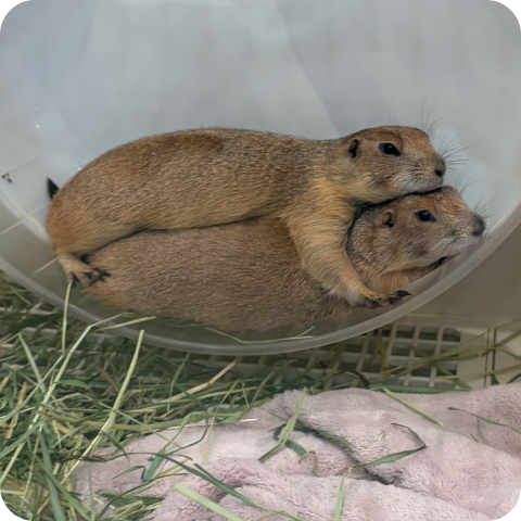 プレーリードッグ